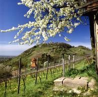 Landschaft im Odenwald